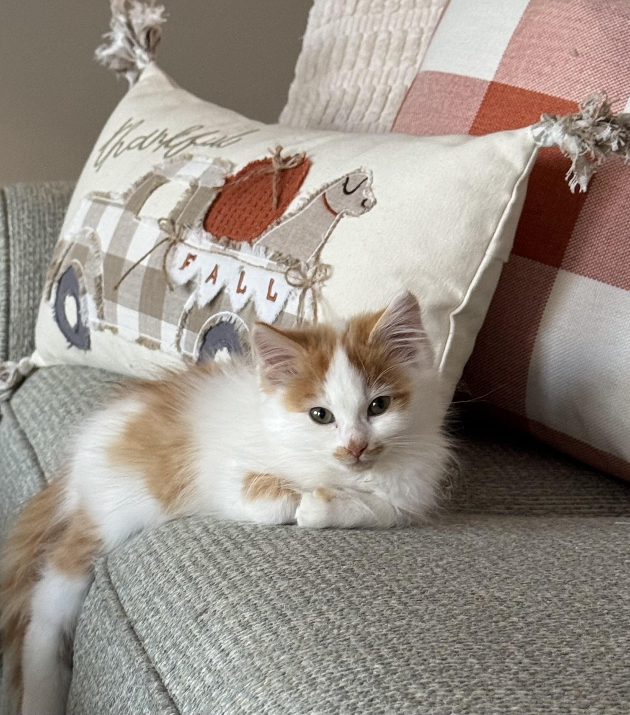 Brick, adopted, Kitten Male Domestic Long Hair.
