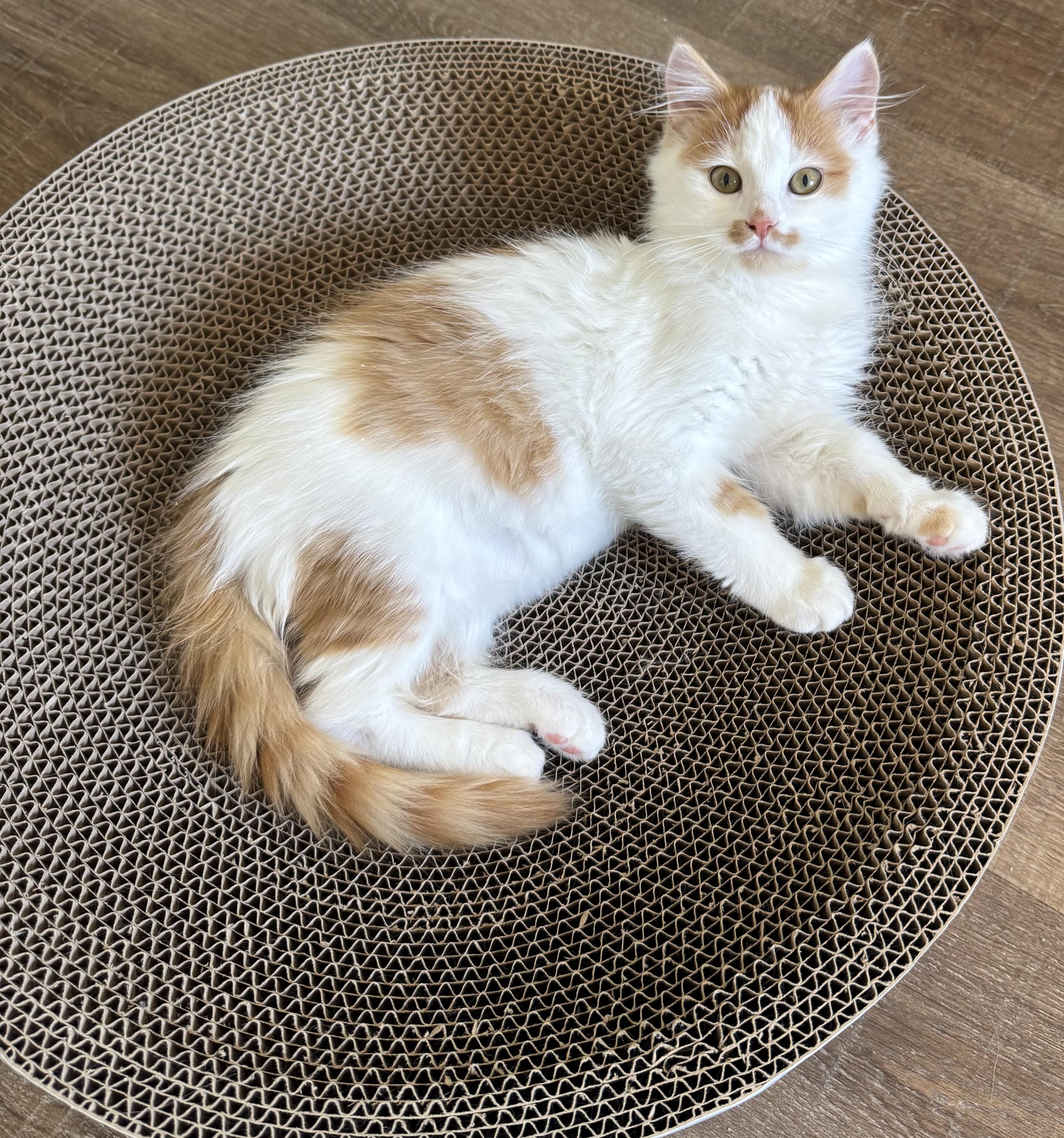 Brick, an adopted Domestic Long Hair in Grove City, OH image 2/2