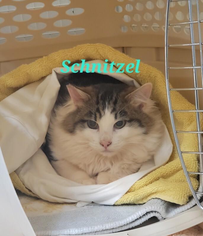 Enlarge Schnitzel (Princess), a Adoptable Domestic Long Hair in Diamond Springs, CA image 1/1