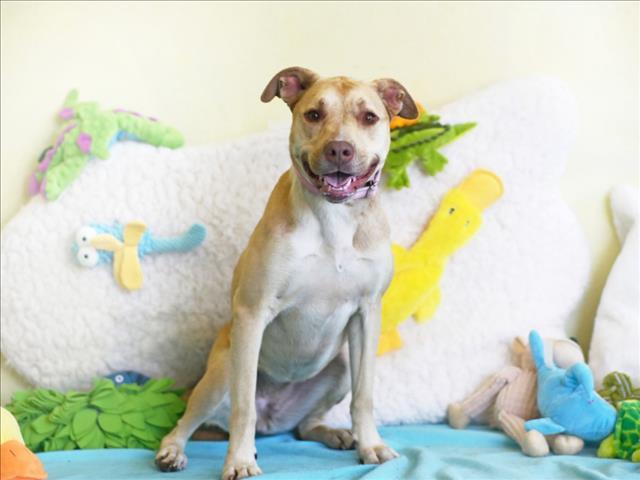 Enlarge CLEO, a Adoptable Labrador Retriever in Tavares, FL image 1/1