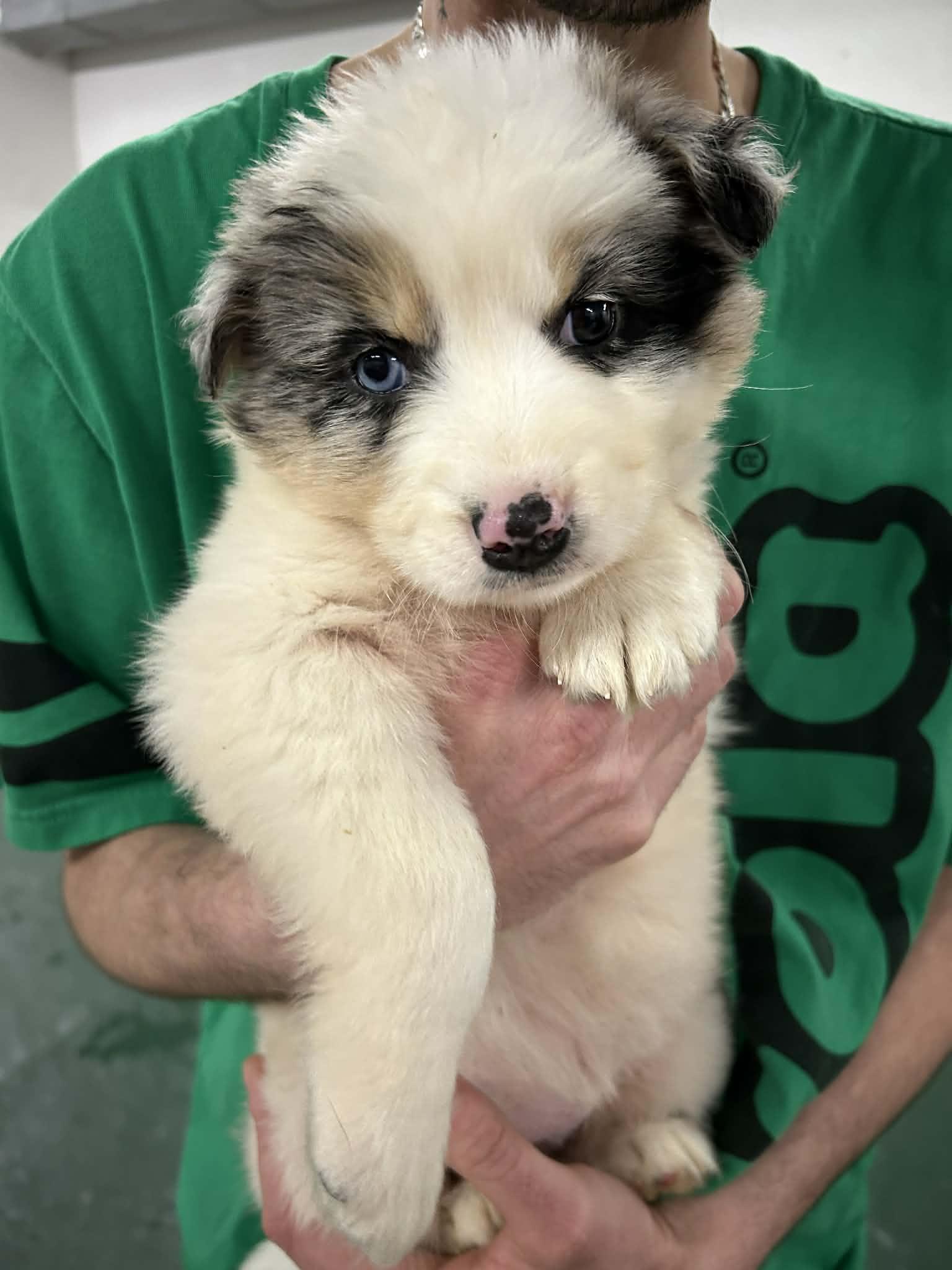 Cabbage, Adopted, Young Female Australian Shepherd.