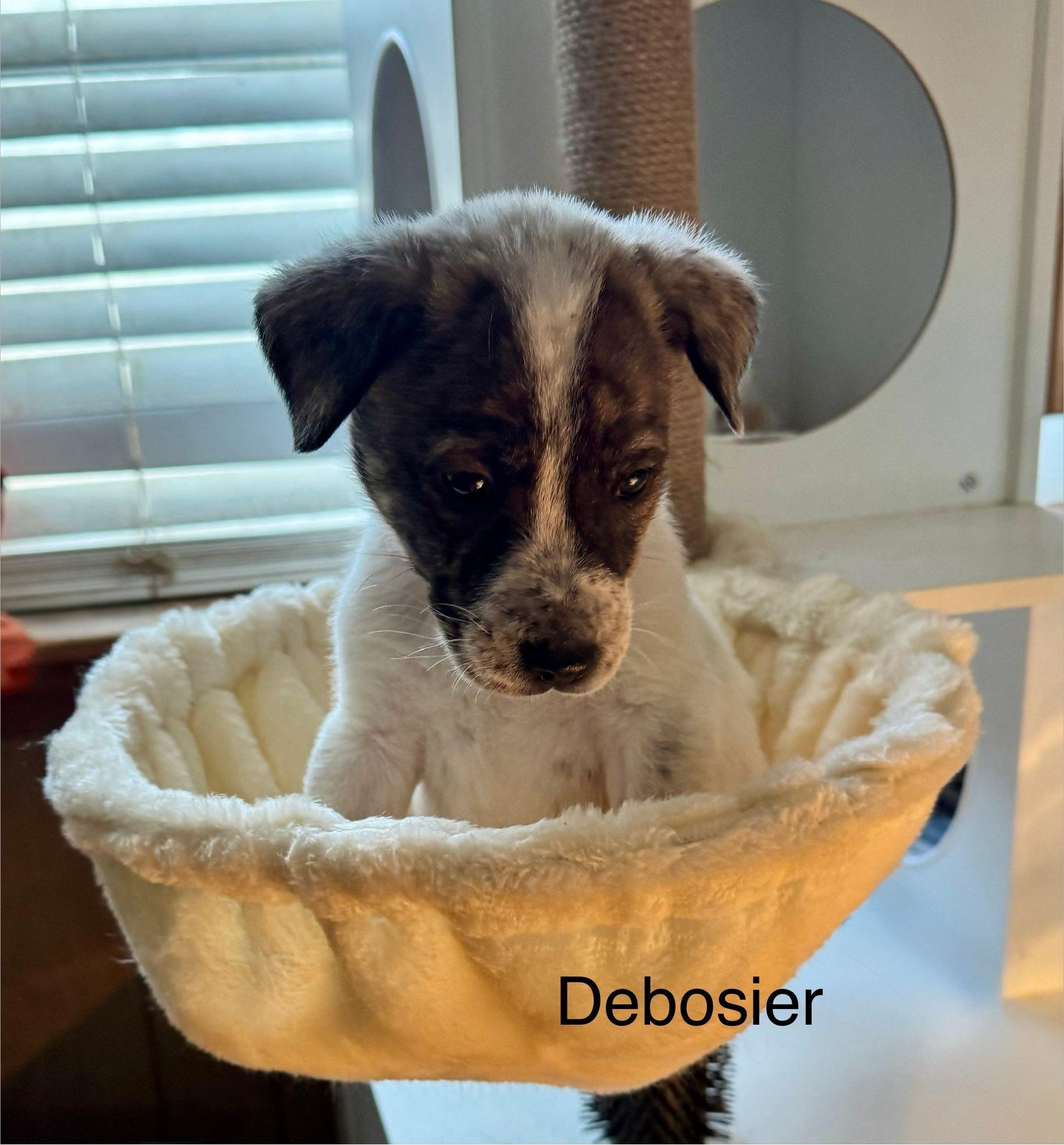 Enlarge Debosier, a ADOPTABLE mixed breed in Baker, LA image 3/4