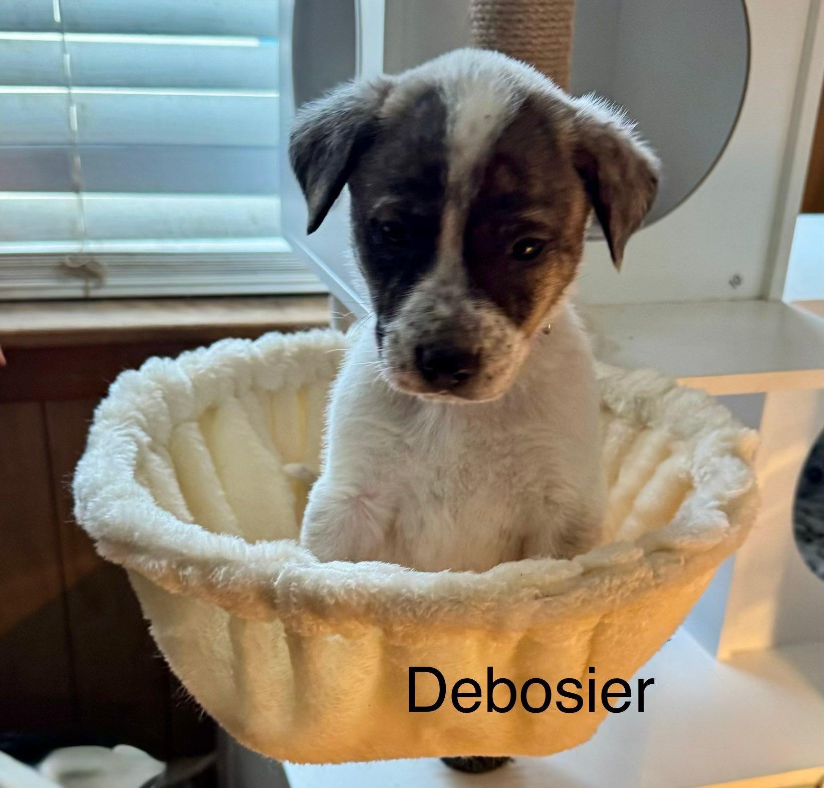 Enlarge Debosier, a ADOPTABLE mixed breed in Baker, LA image 4/4