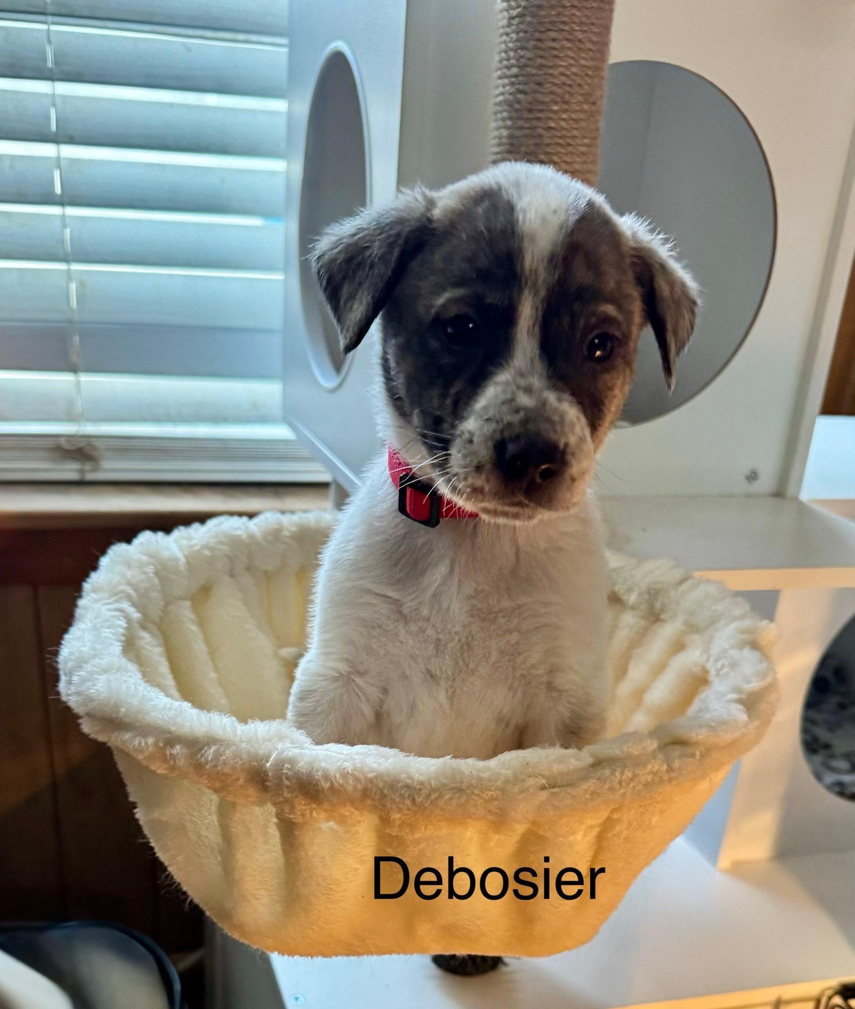 Enlarge Debosier, a ADOPTABLE mixed breed in Baker, LA image 2/4