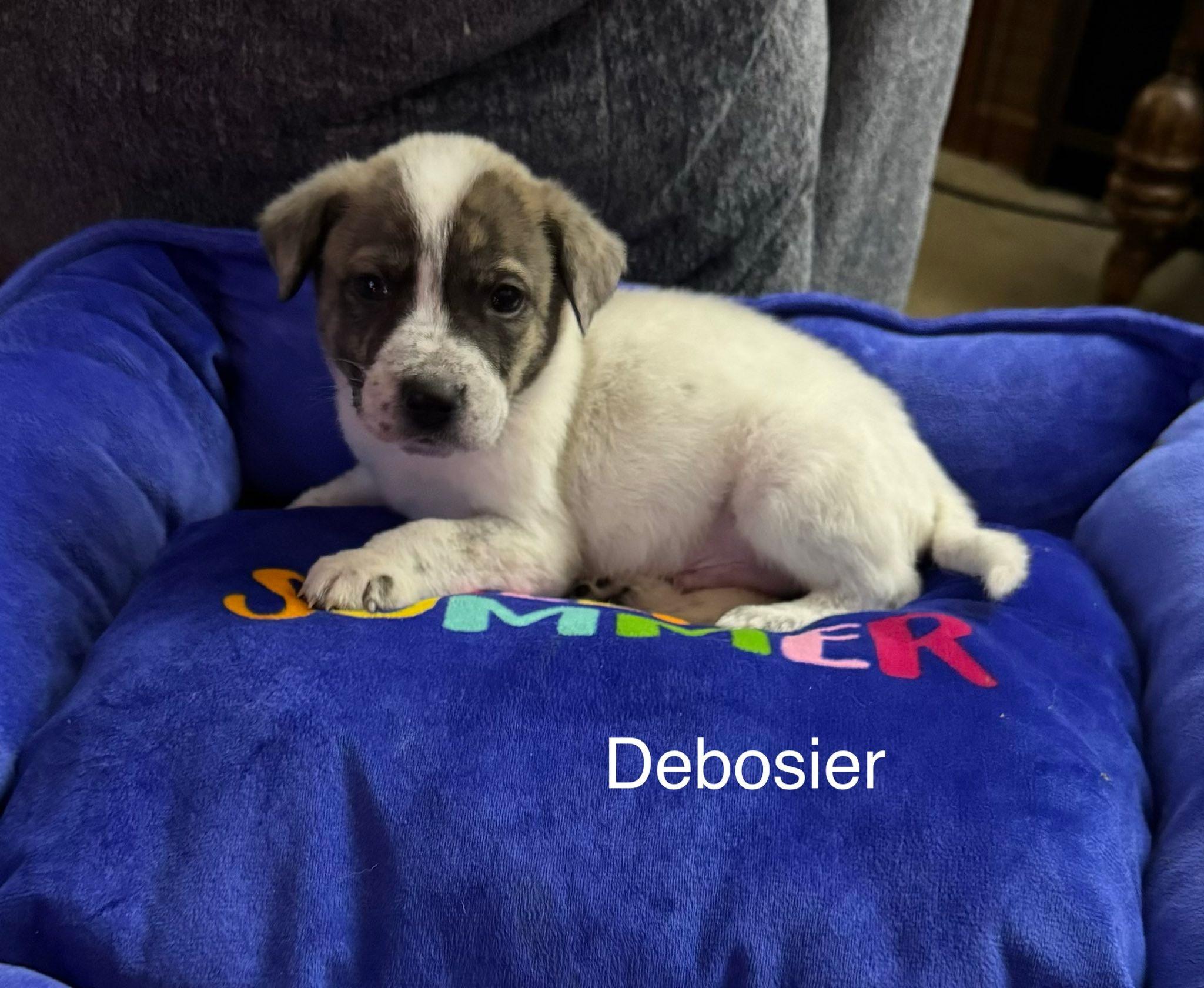 Debosier, ADOPTABLE, Puppy Male Australian Cattle Dog / Blue Heeler & Beagle.