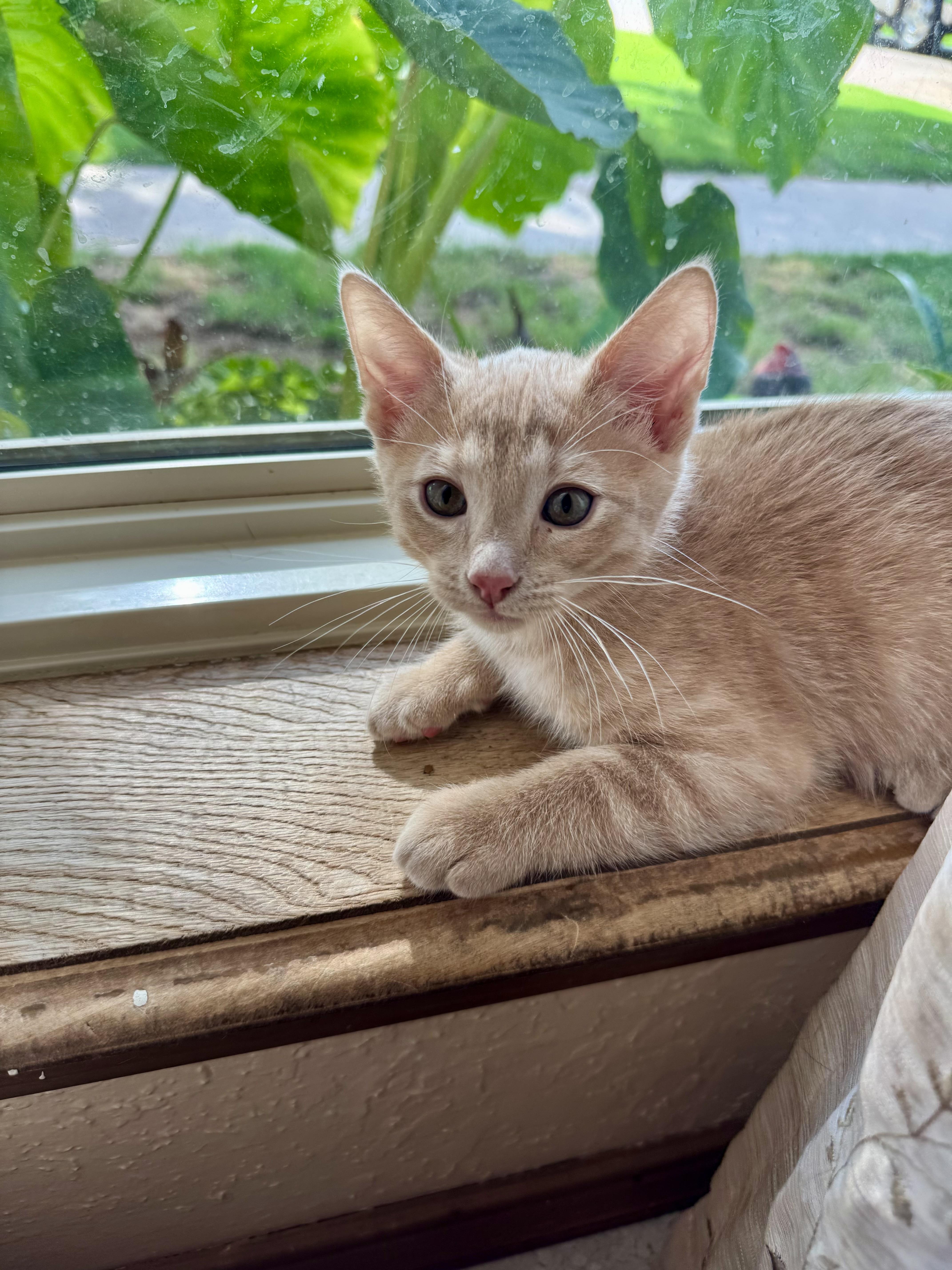 Nod, an adopted Domestic Short Hair in Choctaw, OK image 4/4