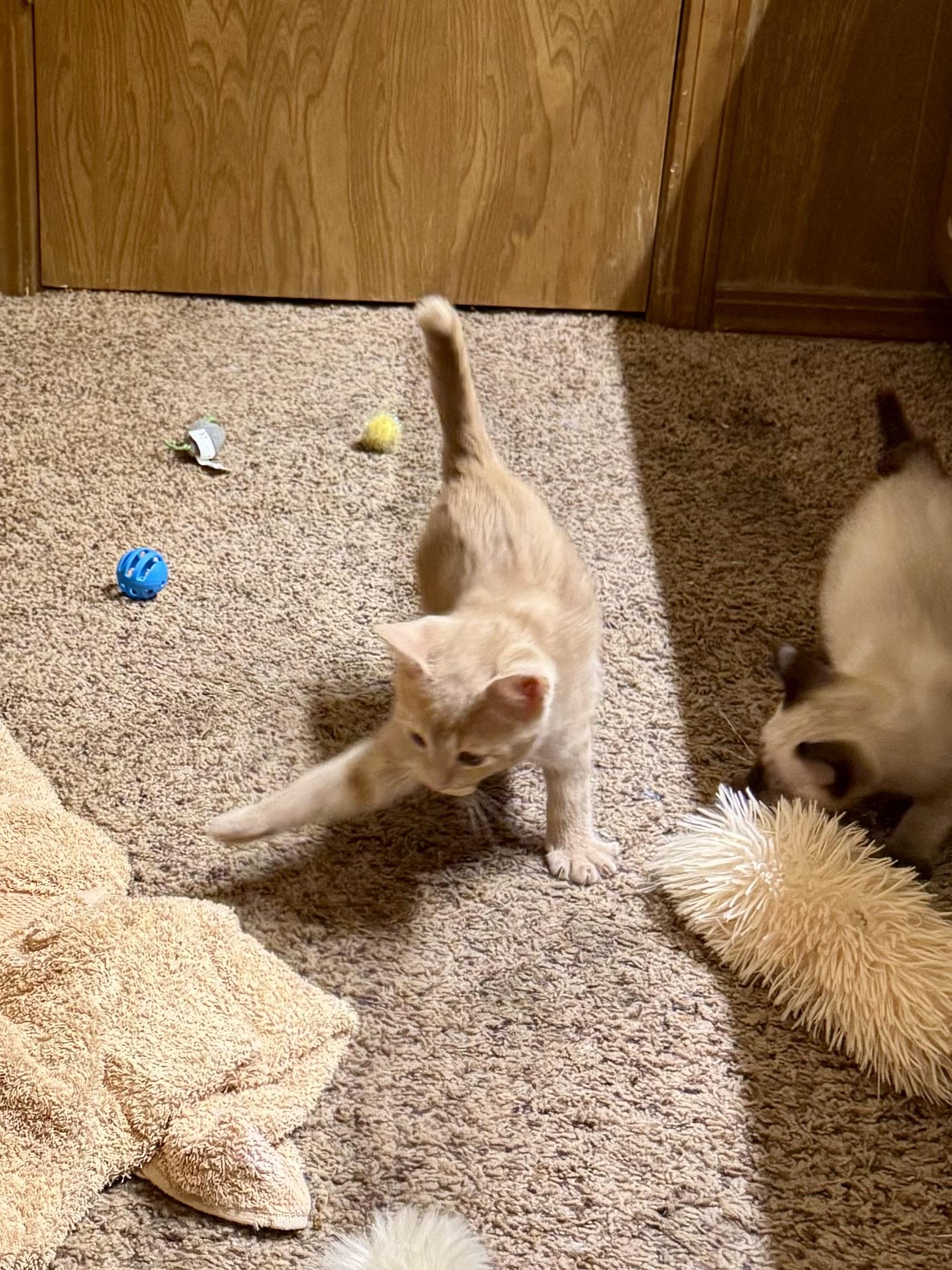Nod, an adopted Domestic Short Hair in Choctaw, OK image 2/4