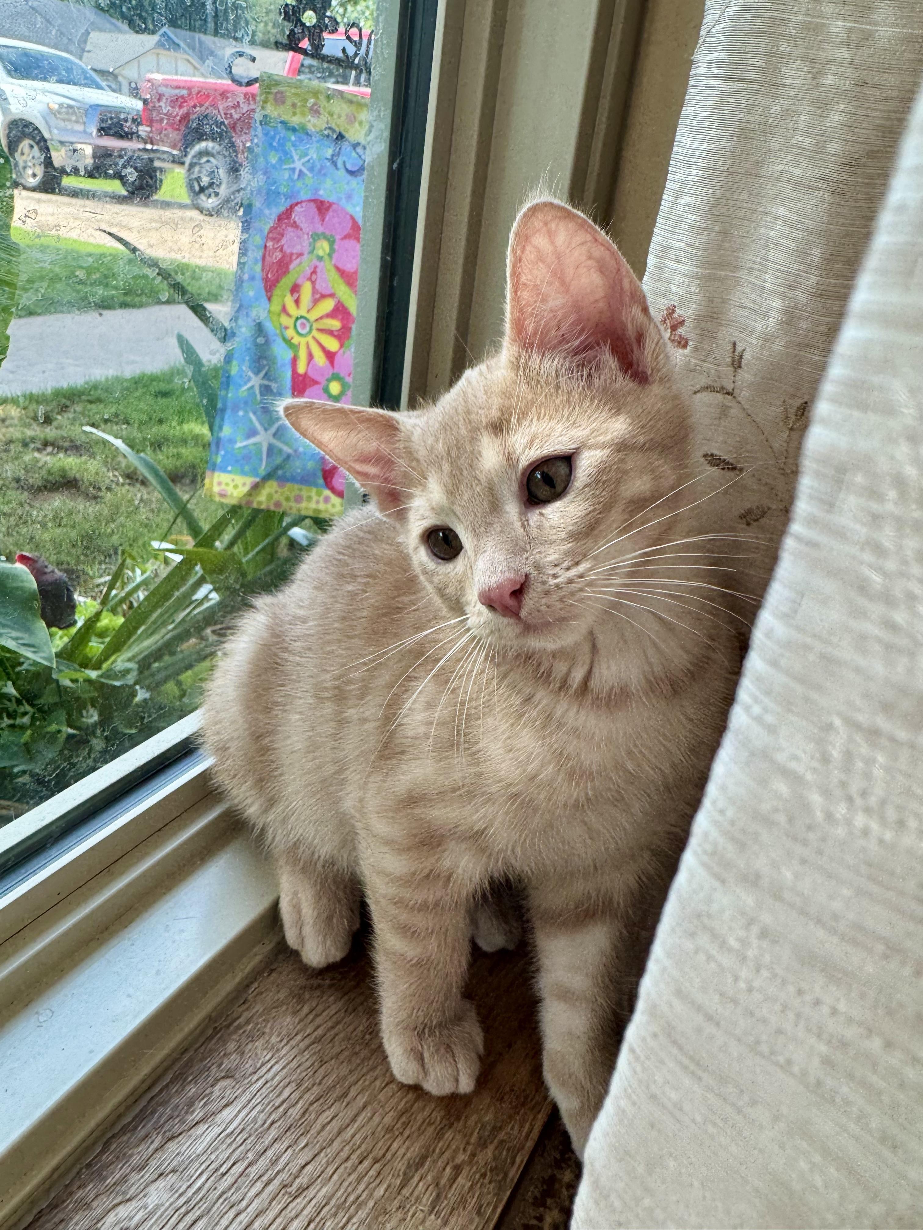 Nod, an adopted Domestic Short Hair in Choctaw, OK image 3/4