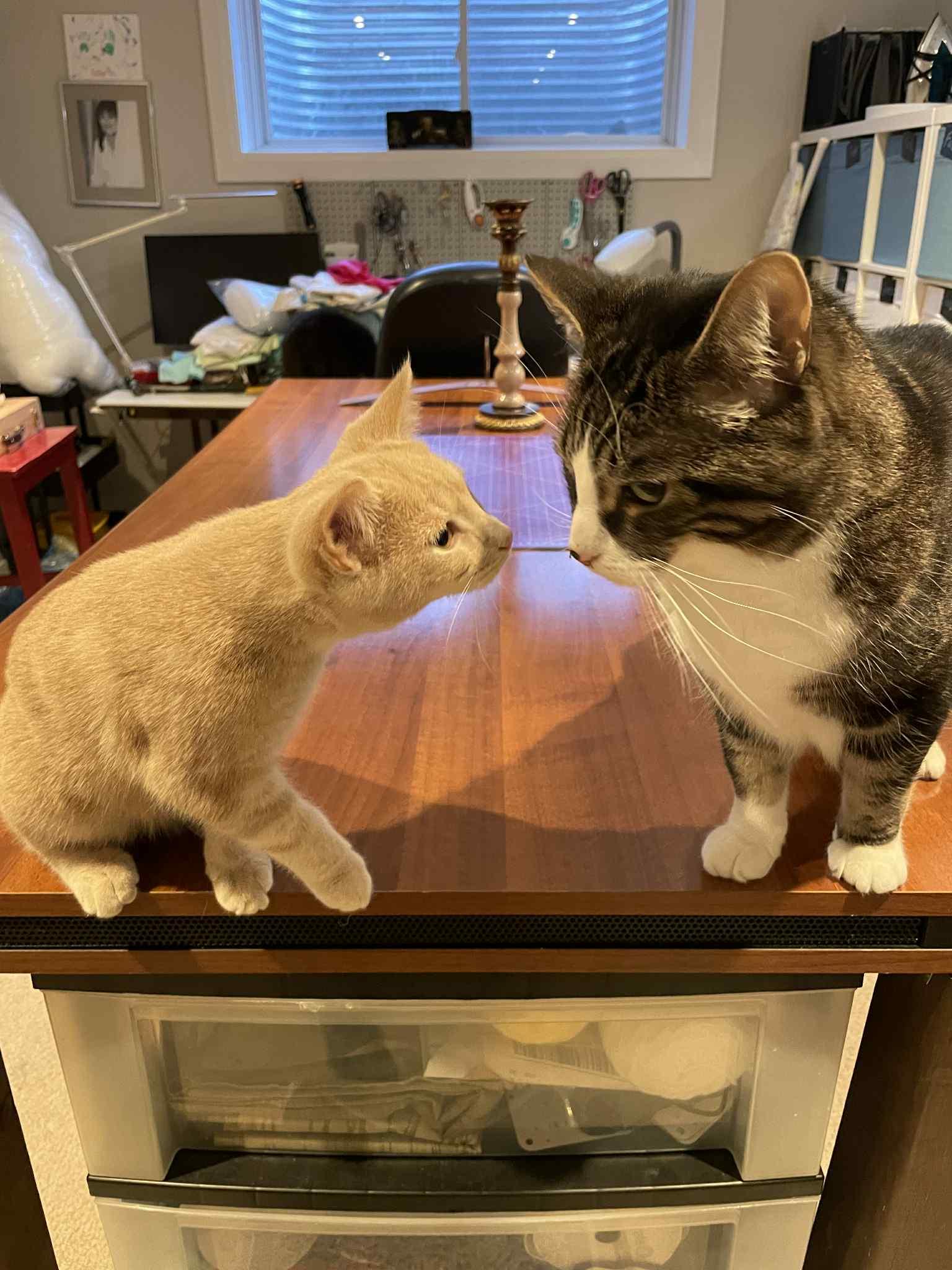 Enlarge Midas, a Adopted Tabby in Orleans, ON image 2/3