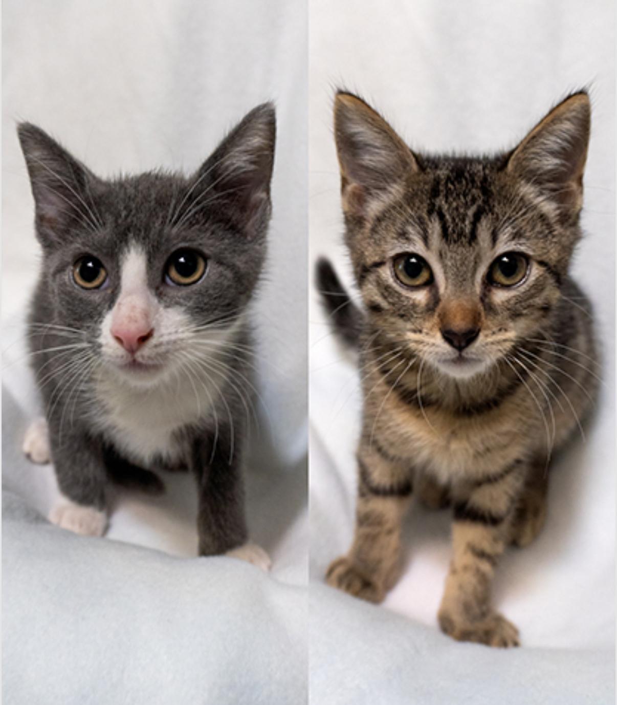 Whitney & Walter (Bonded Pair)