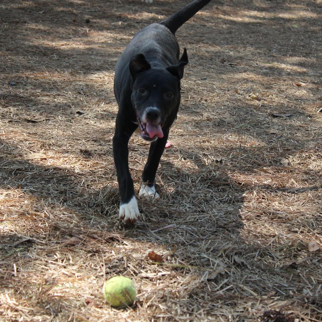 Enlarge Ada, a Adoptable Mixed Breed in Valley, AL image 1/6