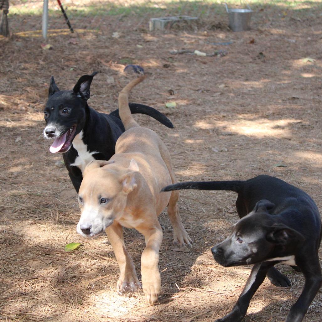 Enlarge Ada, a Adoptable Mixed Breed in Valley, AL image 2/6