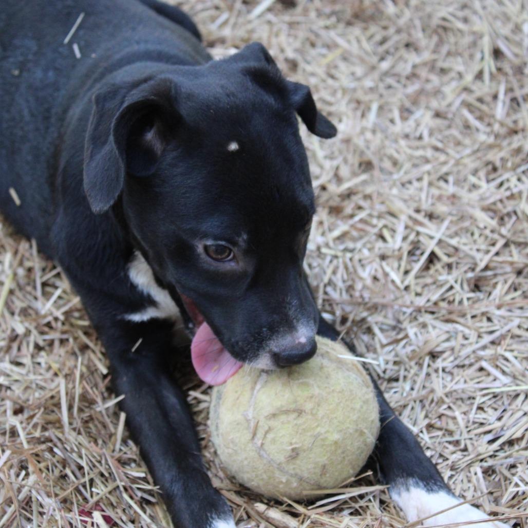 Enlarge Ada, a Adoptable Mixed Breed in Valley, AL image 3/6