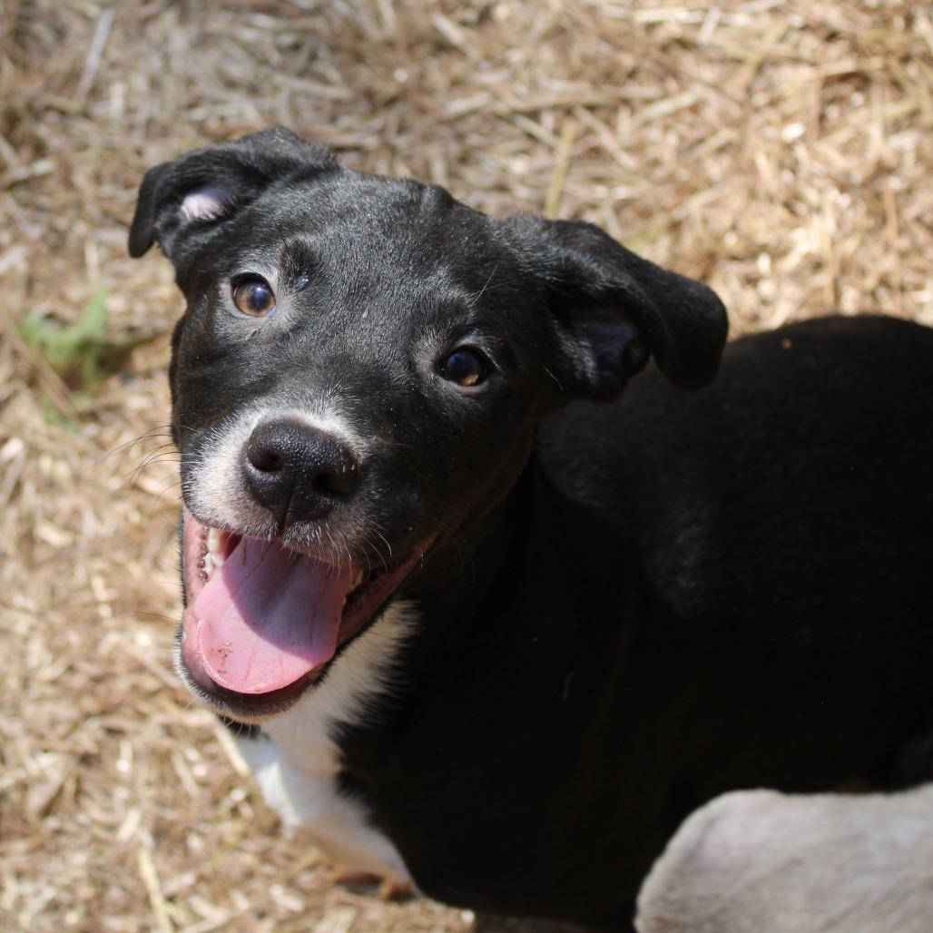 Enlarge Ada, a Adoptable Mixed Breed in Valley, AL image 4/6
