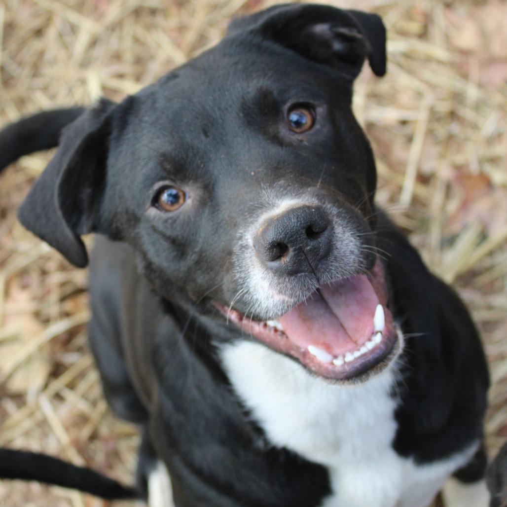 Enlarge Ada, a Adoptable Mixed Breed in Valley, AL image 5/6