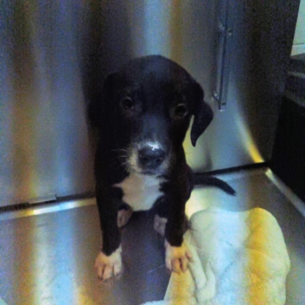 Enlarge Ada, a Adoptable Mixed Breed in Valley, AL image 6/6