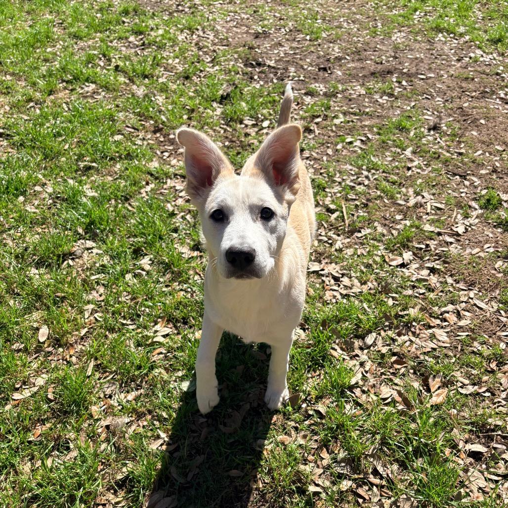 Enlarge Chicken Nugget, a Adoptable Carolina Dog in Kerrville, TX image 3/5