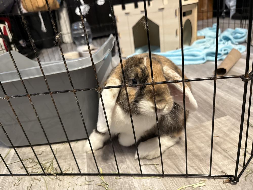 Stitch, Adoptable, Adult Male Lop Eared & Lop Eared.