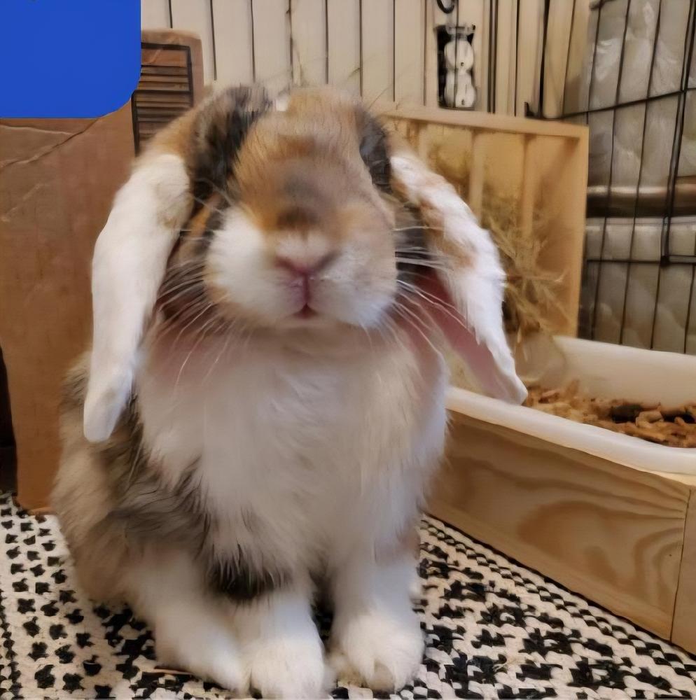 Enlarge Stitch, a Adoptable mixed breed in Melbourne, FL image 2/5