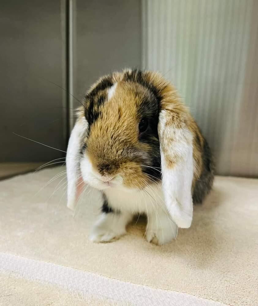 Enlarge Stitch, a Adoptable mixed breed in Melbourne, FL image 3/5