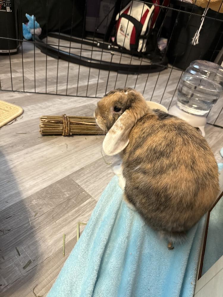 Enlarge Stitch, a Adoptable mixed breed in Melbourne, FL image 4/5