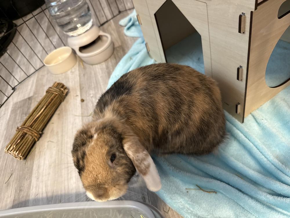 Enlarge Stitch, a Adoptable mixed breed in Melbourne, FL image 5/5