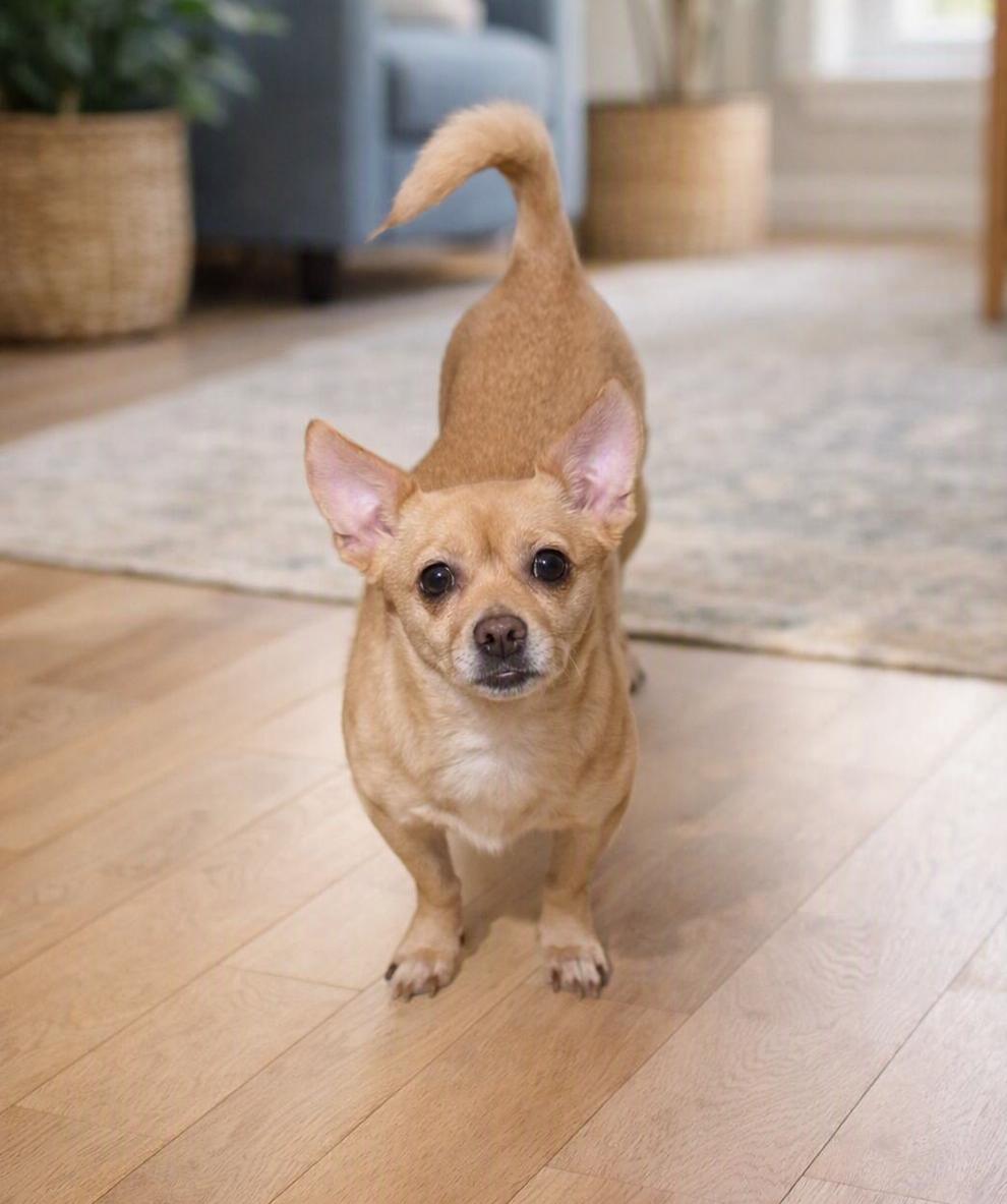 Rosie, Adopted, Adult Female Chihuahua.