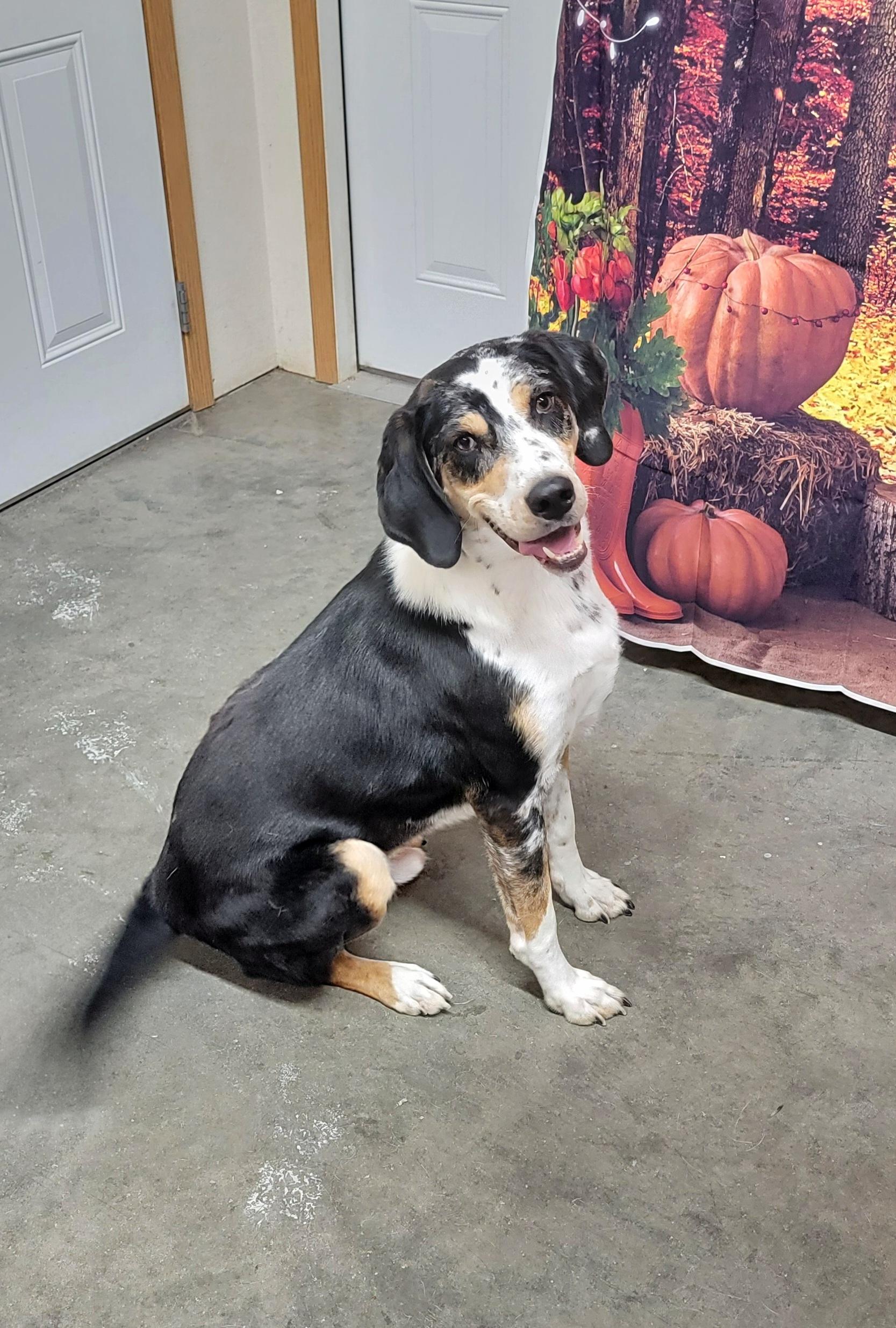 Enlarge Trevor, a Adoptable mixed breed in Wahpeton, ND image 4/6