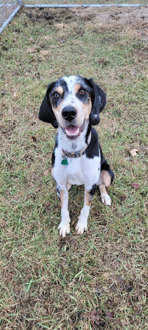 Trevor, an adoptable Catahoula Leopard Dog, Labrador Retriever in Wahpeton, ND, 58075 | Photo Image 5