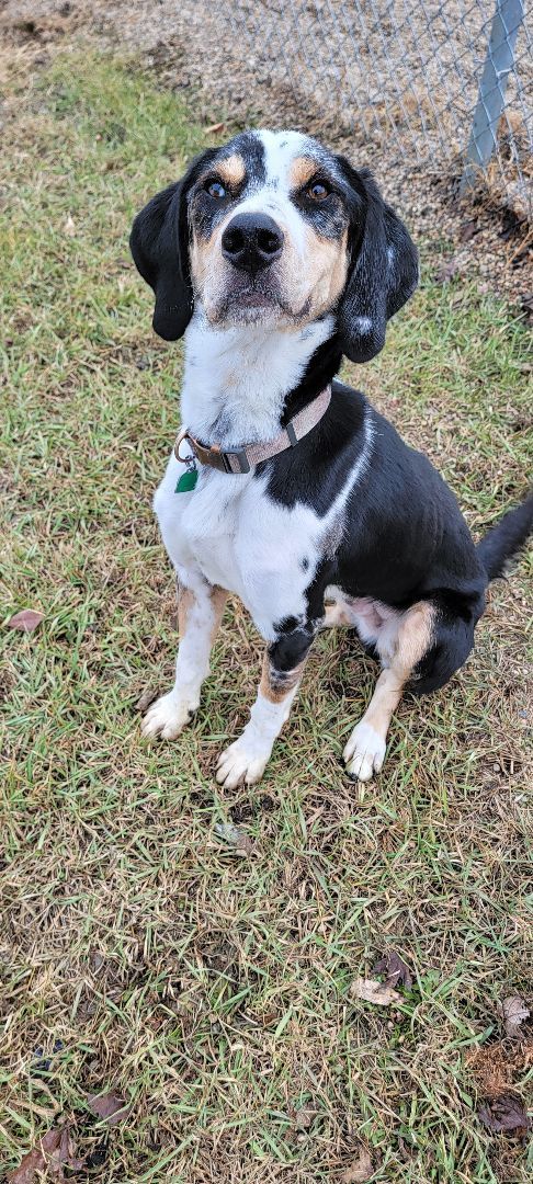 Enlarge Trevor, a Adoptable mixed breed in Wahpeton, ND image 6/6