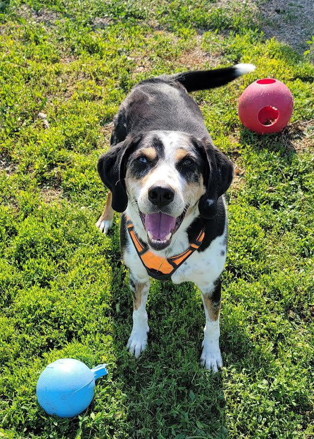 Trevor, an adoptable Catahoula Leopard Dog, Labrador Retriever in Wahpeton, ND, 58075 | Photo Image 1