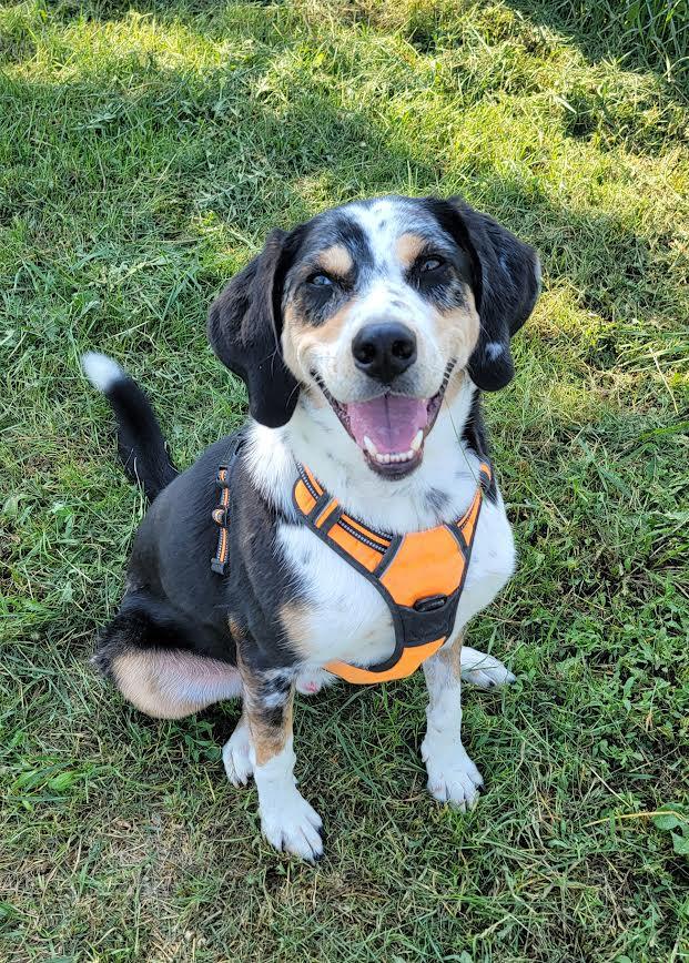 Trevor, an adoptable Catahoula Leopard Dog, Labrador Retriever in Wahpeton, ND, 58075 | Photo Image 2