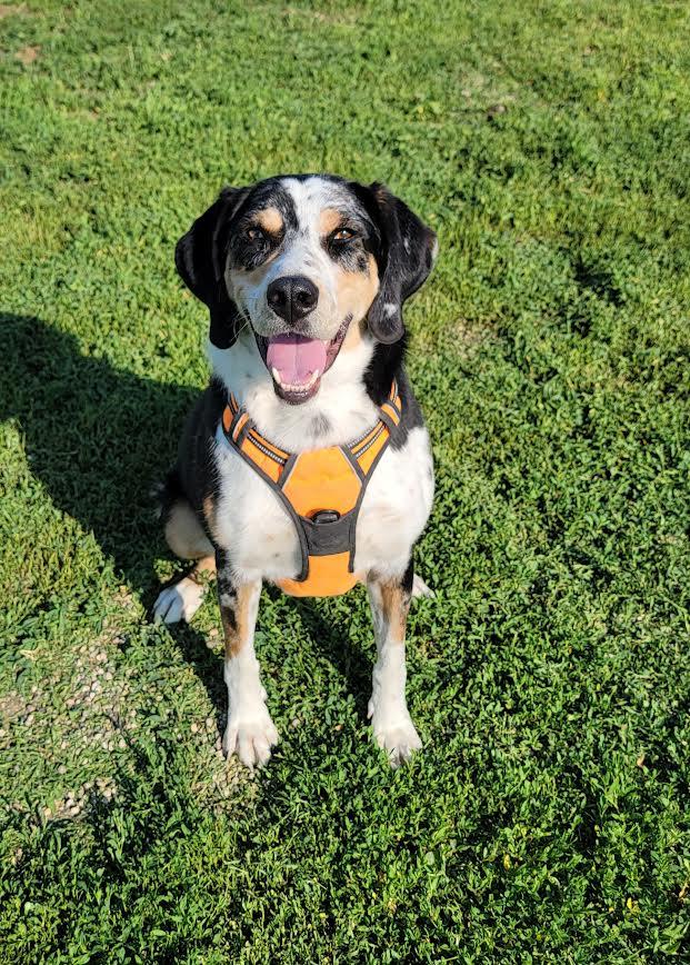 Trevor, an adoptable Catahoula Leopard Dog, Labrador Retriever in Wahpeton, ND, 58075 | Photo Image 3