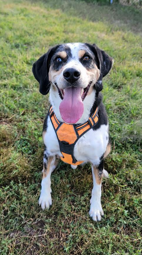 Trevor, an adoptable Catahoula Leopard Dog, Labrador Retriever in Wahpeton, ND, 58075 | Photo Image 3