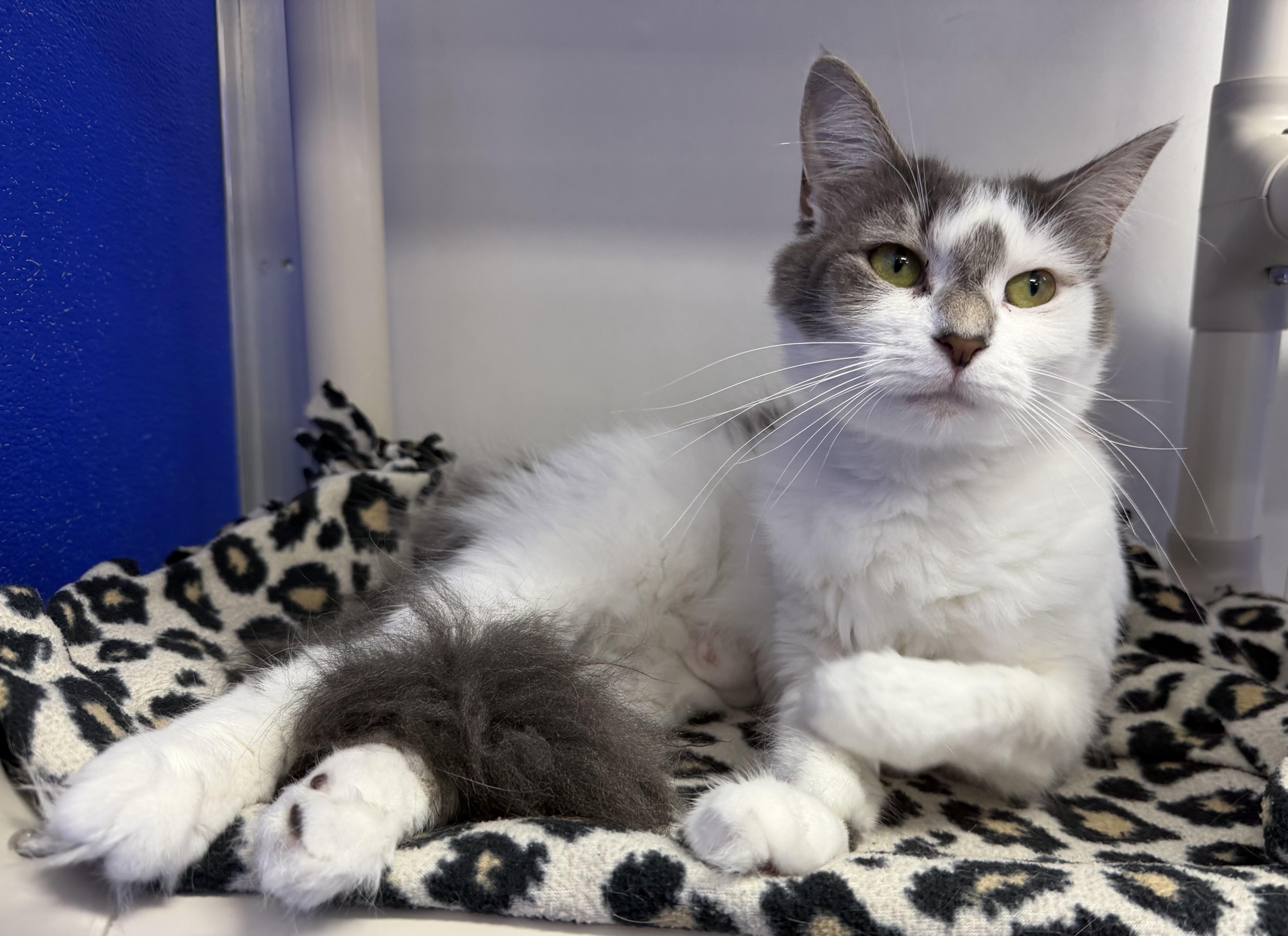 Dove, a ADOPTABLE Domestic Short Hair in Dunkirk, NY image 3/3