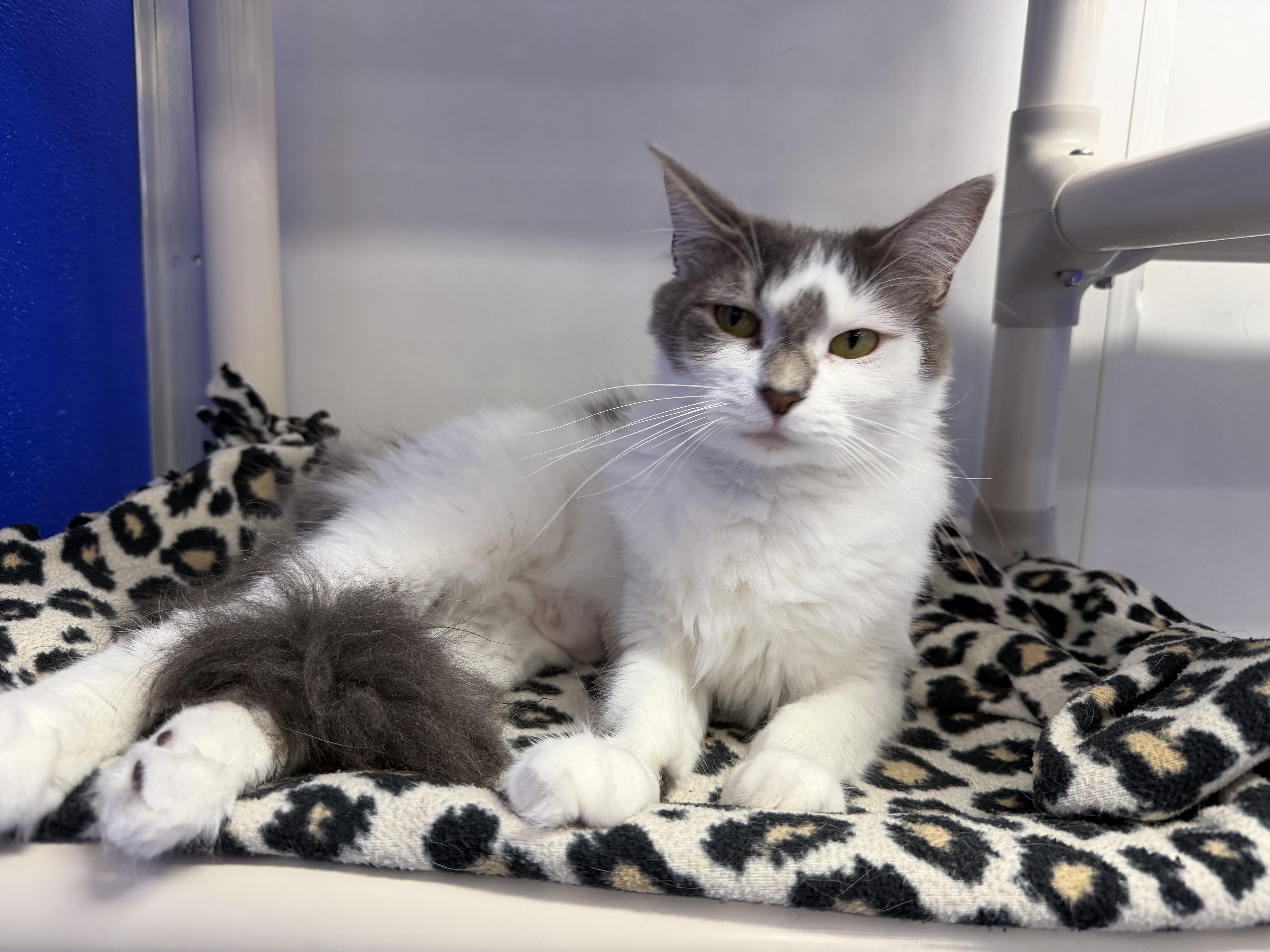 Dove, a ADOPTABLE Domestic Short Hair in Dunkirk, NY image 2/3
