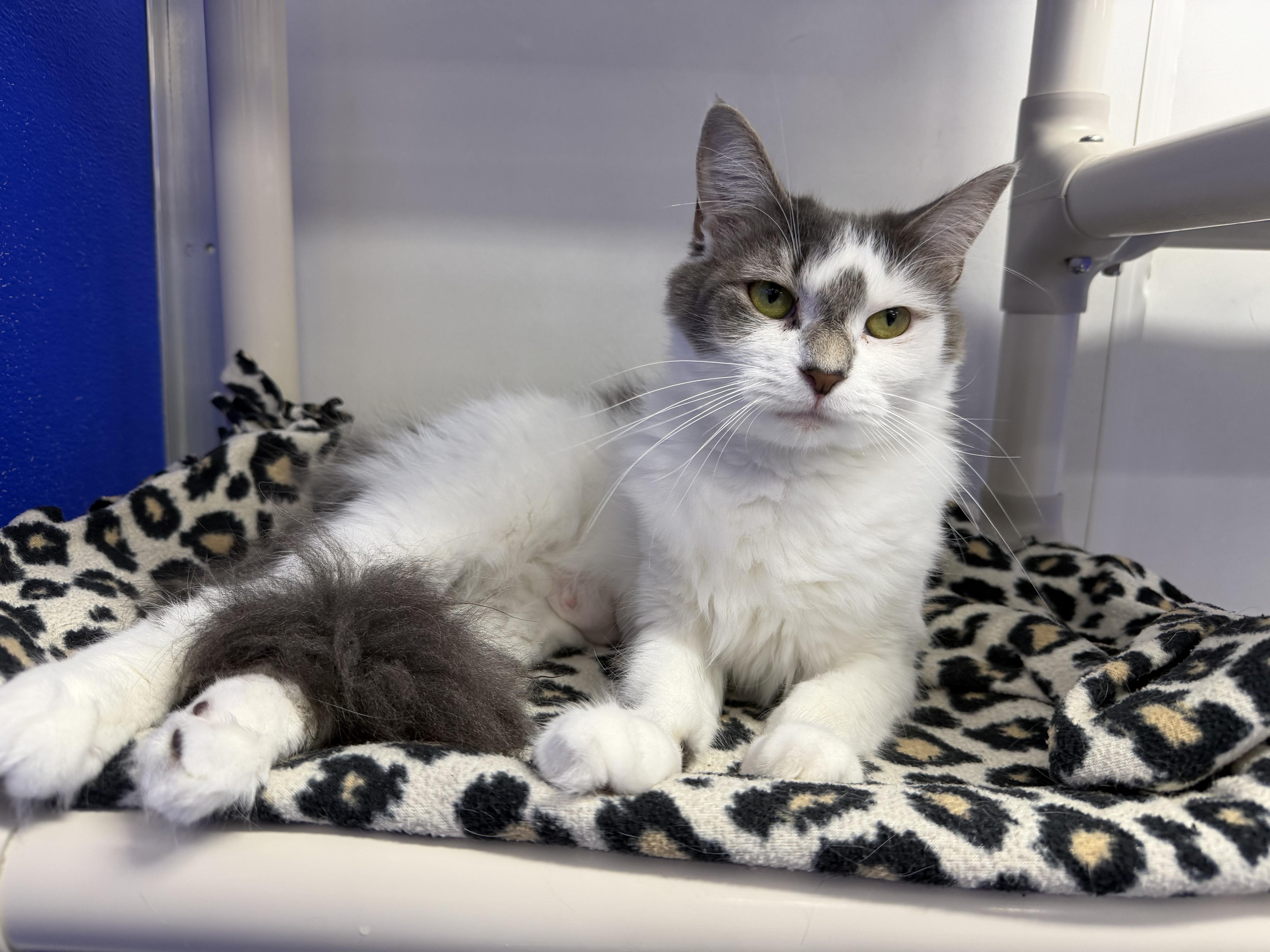 Dove, ADOPTABLE, Young Female Domestic Short Hair.