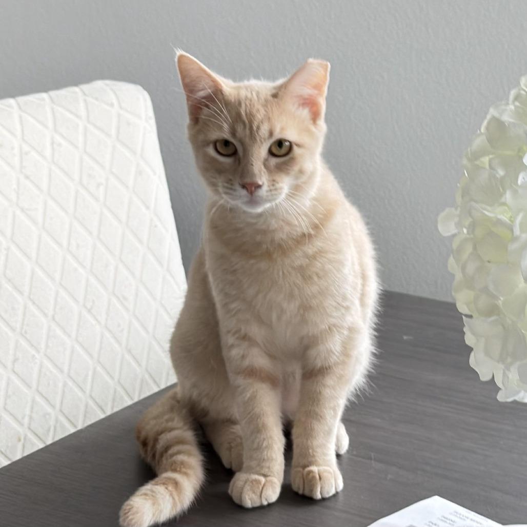 Calvin, Adoptable, Kitten Male Domestic Short Hair.