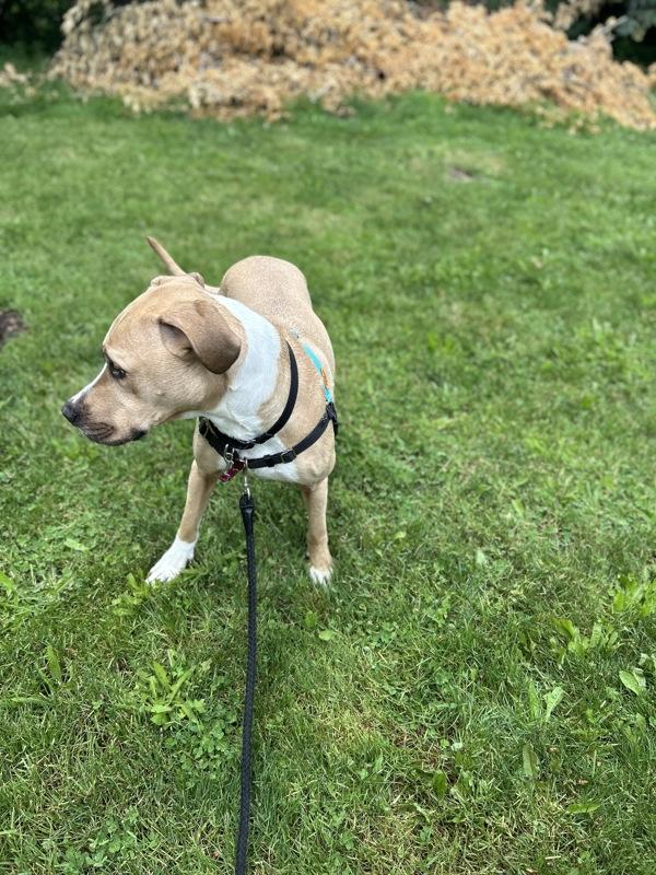 Rebel, Adoptable, Adult Male Labrador Retriever & Pit Bull Terrier.
