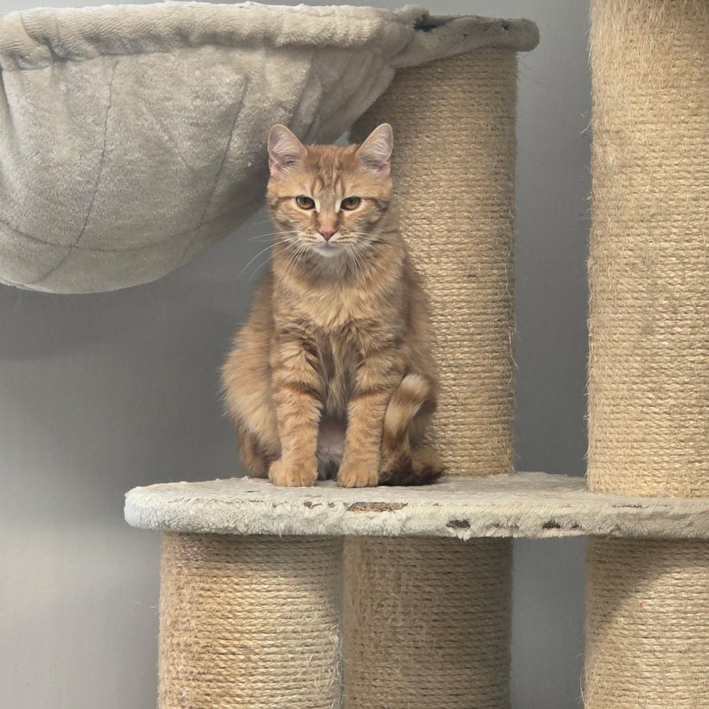 Marigold, Adoptable, Adult Female Domestic Short Hair.