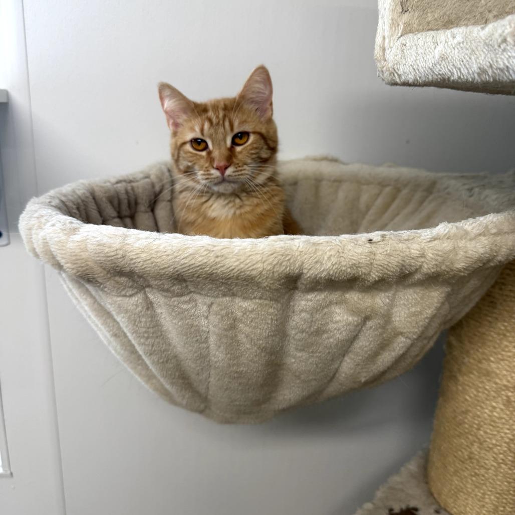 Enlarge Marigold, a Adoptable Domestic Short Hair in Jasper, IN image 2/3