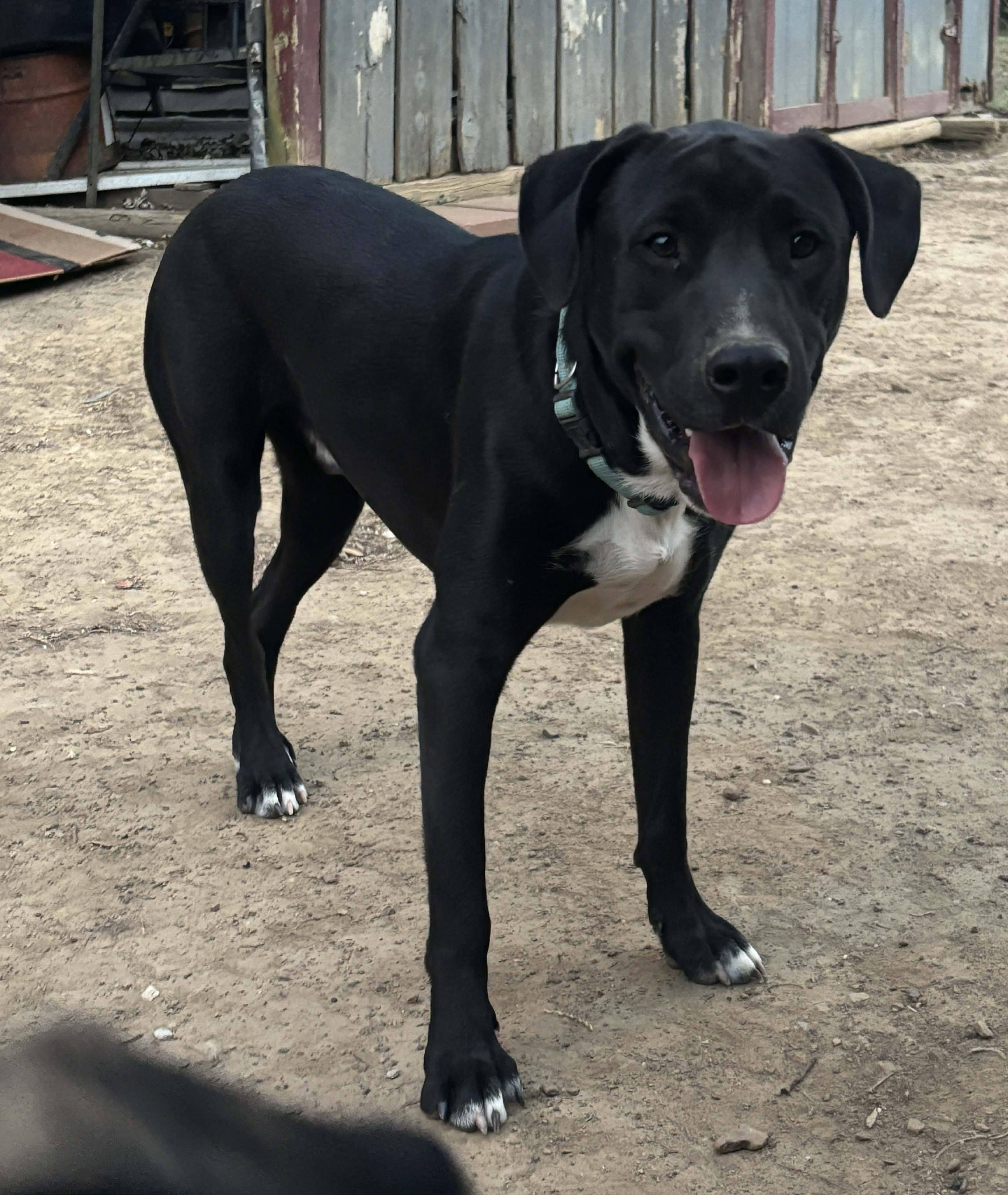 Jett, a Adoptable mixed breed in Okemah, OK image 2/6