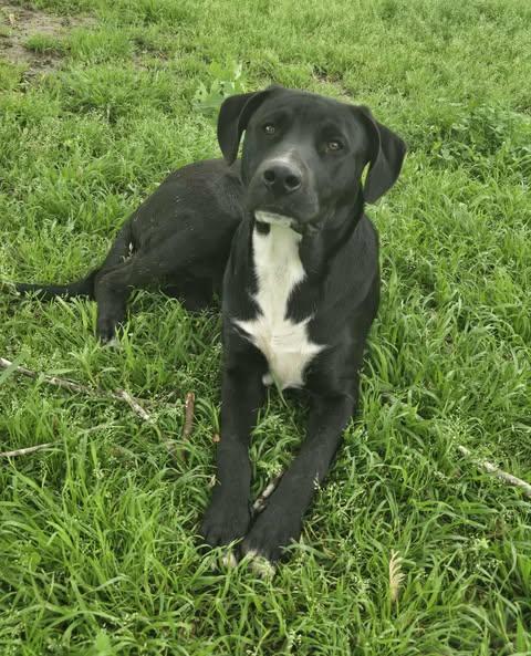 Jett, a Adoptable mixed breed in Okemah, OK image 5/6