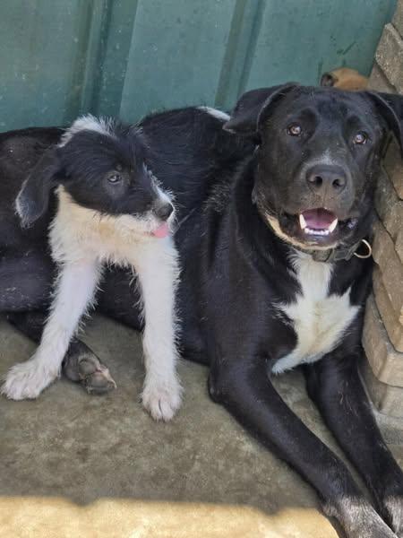 Jett, a Adoptable mixed breed in Okemah, OK image 6/6