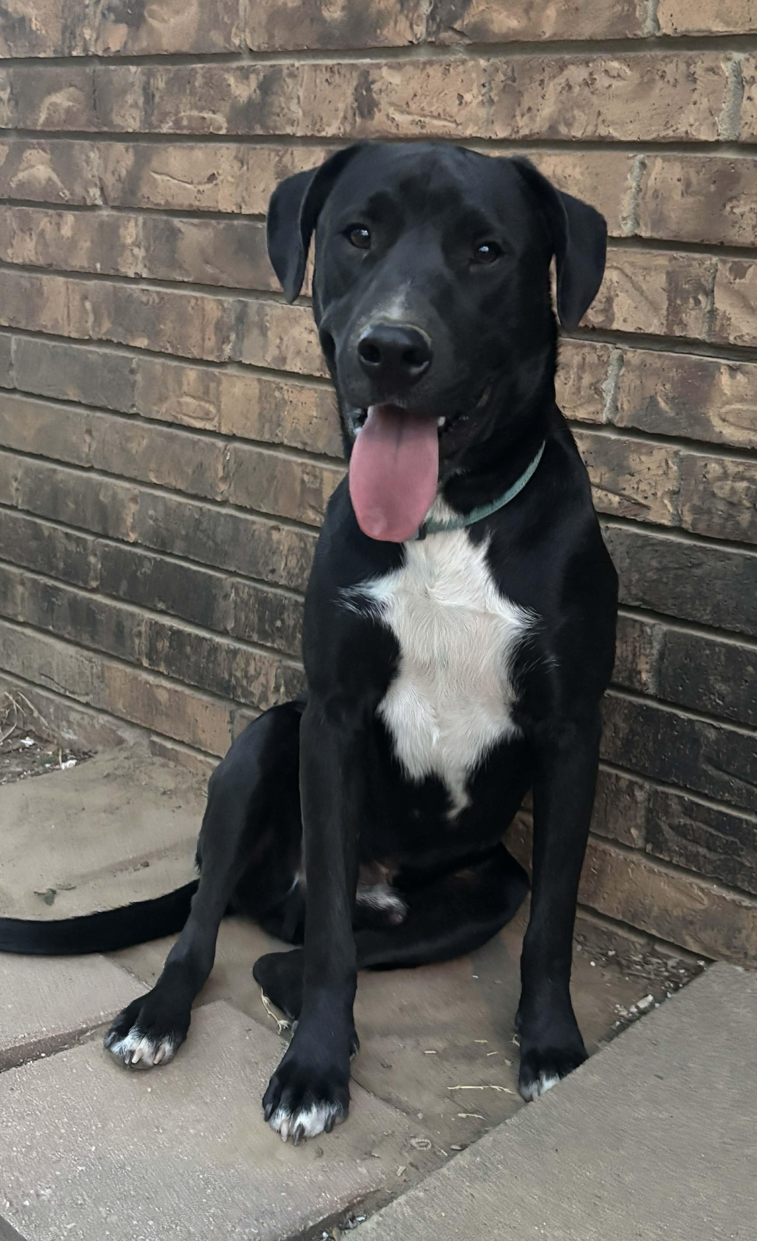 Jett, Adoptable, Young Male Mixed Breed.