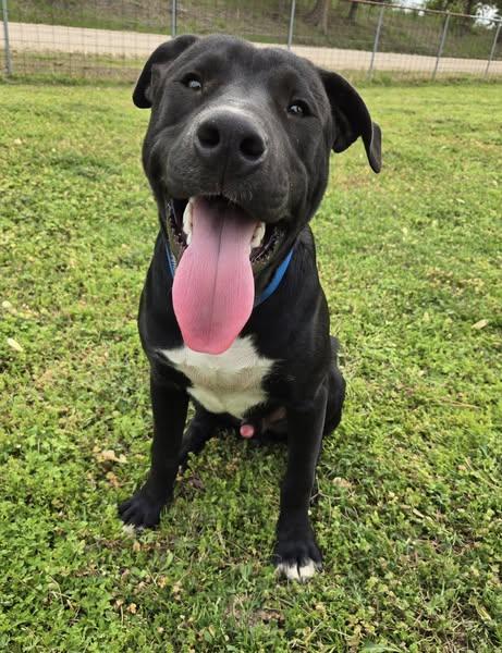 Jett, a Adoptable mixed breed in Okemah, OK image 3/6