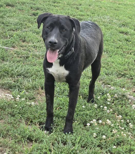 Jett, a Adoptable mixed breed in Okemah, OK image 4/6