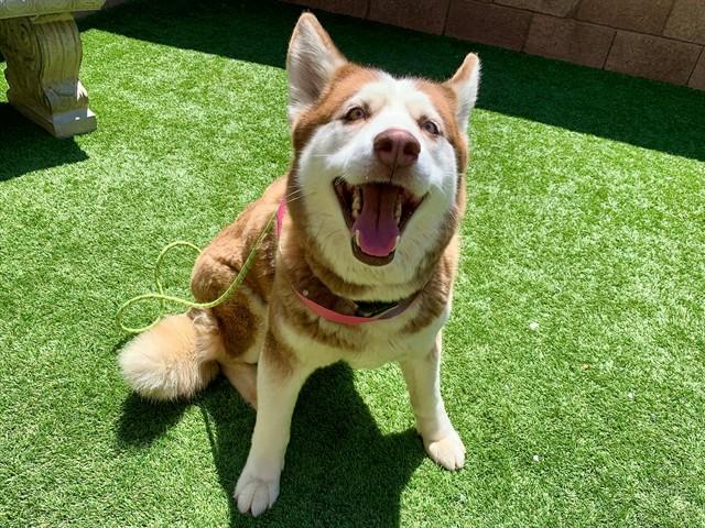 Enlarge ROSETTE, a Adoptable mixed breed in Moreno Valley, CA image 1/1