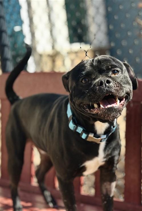 CAM, Adoptable, Adult Male Pit Bull Terrier & Pug.
