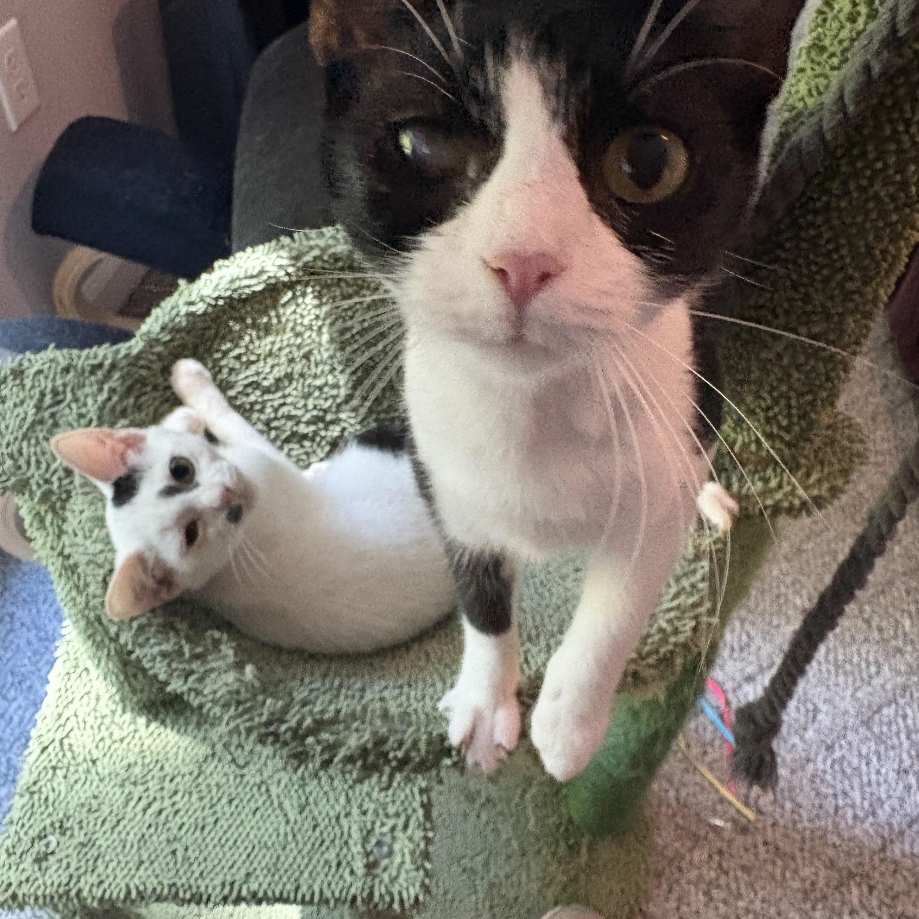 Enlarge Ellie, a Adoptable Domestic Short Hair in Hickory, NC image 2/4